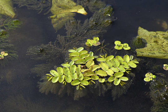 Gemeiner Schwimmfarn (Salvinia natans) - floating fern