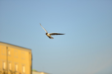 Möwe auf der Futtersuche