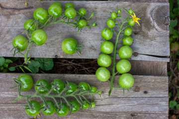 fresh harvest of green tomatoes on a wooden pallet. Top view