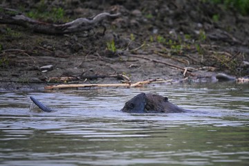 Fototapeta premium The beaver bears dinner