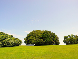 Obraz premium campo de hierba con árboles en primavera y cielo azul