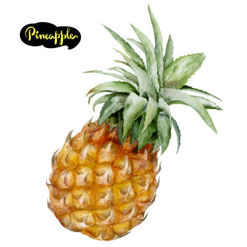 pineapple watercolor illustration