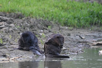 The beaver bears dinner