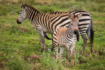 Fototapeta na wymiar Plains Zebra Foal with Her Family in Ngorongoro Crater in Tanzania