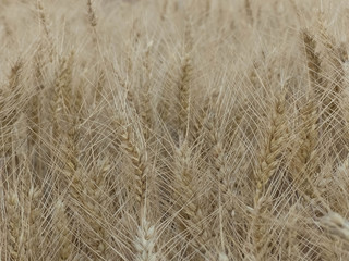 WHEAT FIELD IN SUMMER WITH ITS BEAUTIFUL EARS