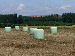 THE WHEAT HAS ALREADDY BEEN HARVESTED AND THE STRAW FARDES ARE EXPECTED TO HE COLLECTED
