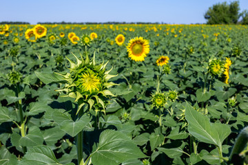 Beautiful sunflower field in the afternoon