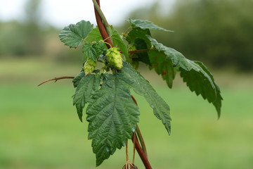 Hop cone closeup, Zatec