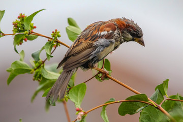 house sparrow