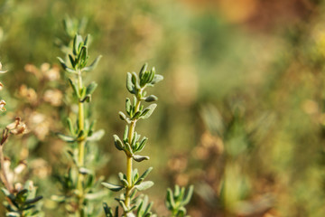 Thymian