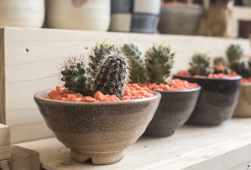 Cactus in a pot at a store.