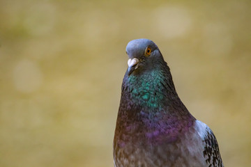 pigeon
