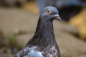 pigeon