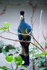 上野動物園 カンムリエボシドリ
