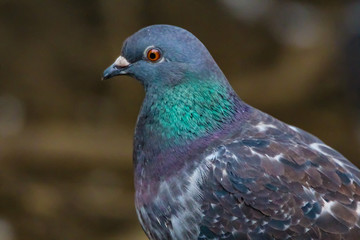 pigeon
