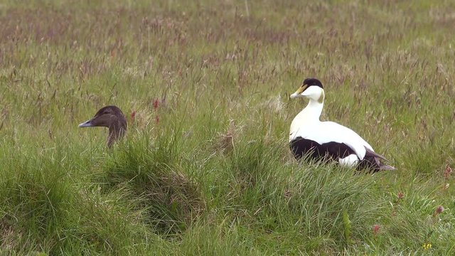 A mating pair of Icelandic eider ducks in grass.
