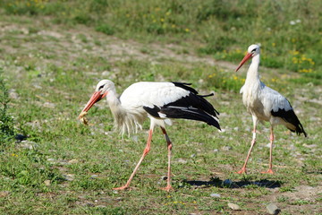 Storch im Elsass in Frankreich