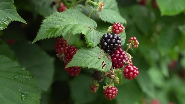 Close up of blackberries on a blackberry bush, on a farm