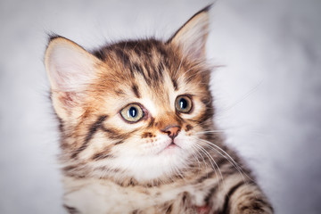 Close up portrait of a little tabby kitten