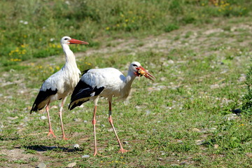 Fototapeta premium Storch im Elsass in Frankreich