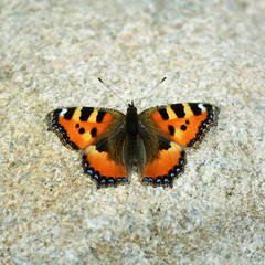 Beautiful orange with a black butterfly sitting on a stone top view
