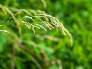 Sprig of Golden Grain in Green Nature with Soft Background