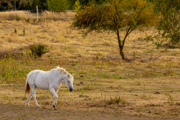 Fototapeta na wymiar Walking white horse on a pasture with trees in the background