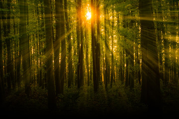 Sun shining through trees with beautiful warming sun beams penetrating dark green forest