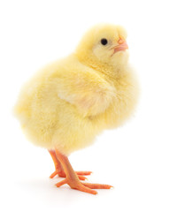 Small yellow chicken.