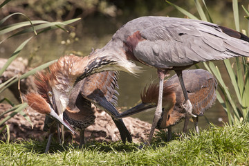 Twee Goliath reiger jong willen eten