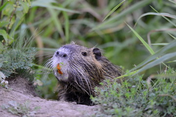 Nutria , Myocastor coypus, wildlife am Fluss