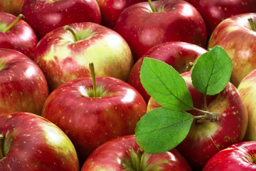 Harvesting,  a lot  of  organic   ripe  red apples.  One apple with green leaves.