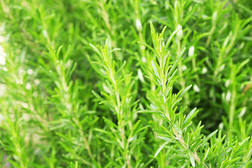 Close up of green rosemary herb bush in garden of local produce farm. Healthy nutritious vegetarian vegan food Fresh uncut raw greens used for seasoning. Background, copy space, top view.