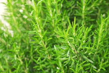 Close up of green rosemary herb bush in garden of local produce farm. Healthy nutritious vegetarian vegan food Fresh uncut raw greens used for seasoning. Background, copy space, top view.