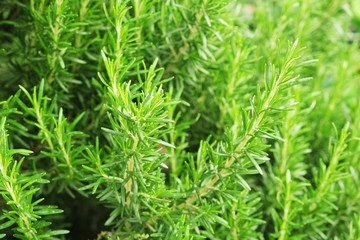 Close up of green rosemary herb bush in garden of local produce farm. Healthy nutritious vegetarian vegan food Fresh uncut raw greens used for seasoning. Background, copy space, top view.