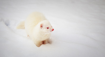 White albino ferret playing in the snow