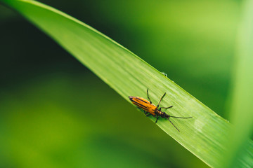 Small beetle Cerambycidae on vivid shiny green grass with dew drops close-up with copy space. Pure, pleasant, nice greenery with rain drops in sunlight in macro. Green plants in rain weather.