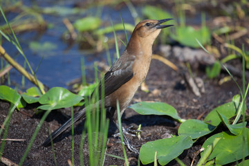 Boat-tailed grackle (Quiscalus major)