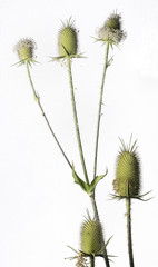 dipsacus fullonum isolato fondo bianco