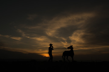 Fototapeta na wymiar the horses and the man are very nice.Reverse light. Photos were taken in turkey kayseri.