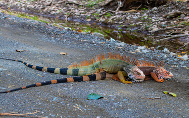 iguana love