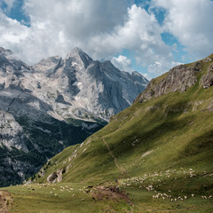 Fototapeta na wymiar Grazing sheep in front of the mighty Marmolada mountain in the Dolomites