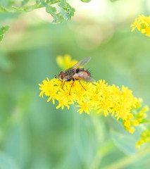 Fly Macro On a Yellow Flower Crop