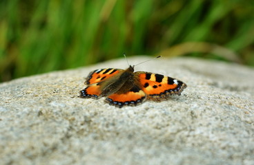 Beautiful orange with a black butterfly sitting on a stone on a blurred background of grass