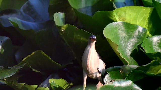 Little bittern (Ixobrychus minutus) in natural habitats.