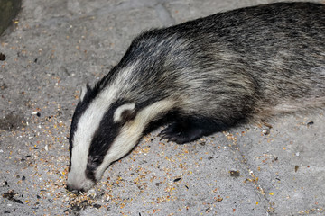 European Badger (Meles meles) © Andy Wilcock