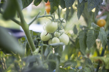 Green tomato on the vine