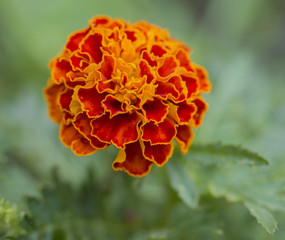 single perfect orange French marigold, Tagetes patula flower macro