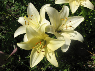 A group of yellow flowering lilies lit by the sun in the garden.