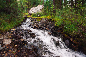 Fast water stream in wild mountain creek in terrain of Shavlinsky Lakes in Altai. Green forest landscape. Rich vegetation and big stone near brook.